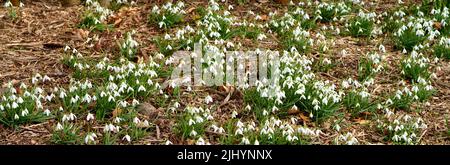 Champ de fleurs de neige blanches communes qui poussent, fleurissent et fleurissent dans une campagne ou un pré isolé. Groupe de plantes de galanthus nivalis Banque D'Images