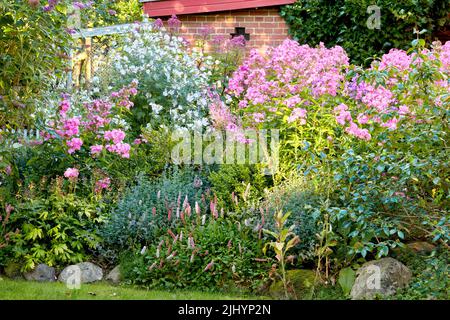 Paysage luxuriant avec diverses plantes à fleurs qui poussent dans un jardin lors d'une journée ensoleillée en plein air au printemps. Phlox d'automne rose vif et bistorts alpins ou Banque D'Images