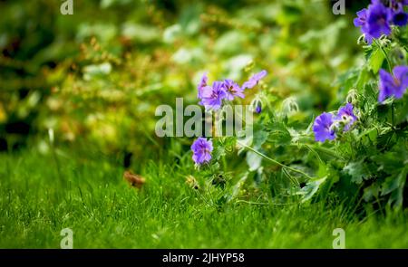 Belle fleur de canneberges de l'Himalaya, espèces de géraniums, poussant dans un champ ou jardin botanique à l'extérieur. De belles plantes aux violet vif Banque D'Images