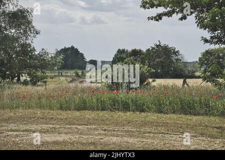 Des coquelicots au bord d'un champ de maïs récolté. Fleurs rouges, arbres et herbe. Chemin de pied entre les champs. Paysage tiré de la nature du Brandebourg Banque D'Images