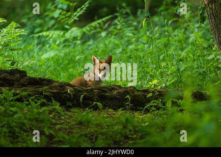 renard roux (Vulpes vulpes) âgé d'environ 10/12 semaines. WoolHope Herefordshire Angleterre Royaume-Uni. Mai 2022 Banque D'Images