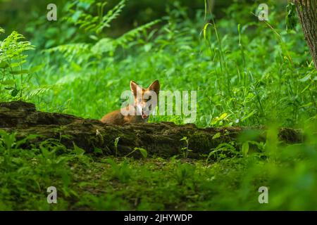 renard roux (Vulpes vulpes) âgé d'environ 10/12 semaines. WoolHope Herefordshire Angleterre Royaume-Uni. Mai 2022 Banque D'Images