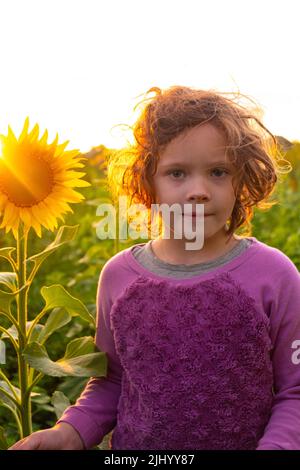 petite fille en tournesols sur fond de soleil couchant. Banque D'Images