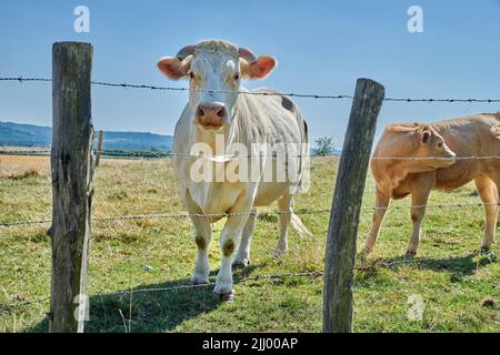 Élevage et élevage d'animaux d'élevage dans l'industrie agroalimentaire pour le bétail et l'industrie laitière. Curieuse vache, une vache charolais blanche debout derrière un barbelé Banque D'Images