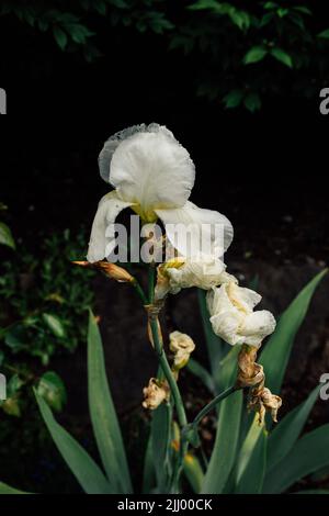 Iris germanica, fleur d'iris à barbe blanche dans le jardin, arrière-plan sombre Banque D'Images