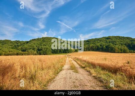 Route de terre à travers des terres agricoles jaunes menant à une forêt dense verte par une journée ensoleillée en France. Paysage coloré de la nature de champs de blé rural près de calme Banque D'Images