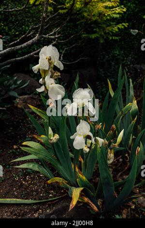 Iris germanica, fleur d'iris à barbe blanche dans le jardin, arrière-plan sombre Banque D'Images
