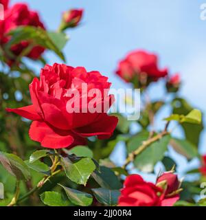 Roses hybrides de thé rouges en fleurs contre un ciel bleu Banque D'Images
