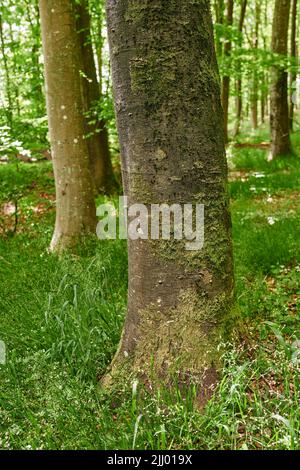 Hêtres avec de la mousse et des algues poussant dans un parc ou un jardin à l'extérieur. Paysage naturel avec texture en bois de l'écorce ancienne et des troncs altérés sur un Banque D'Images