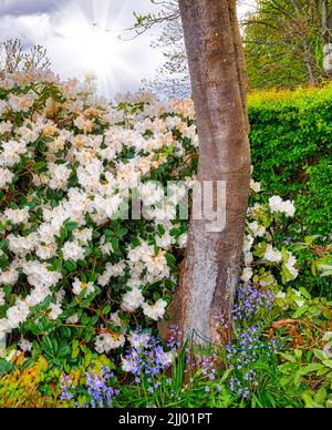Rhododendron Dora Amateis fleurir dans un jardin magique avec un faisceau de soleil lumineux dans le ciel nuageux. De belles fleurs blanches fleurissent dans un Bush près d'un Banque D'Images