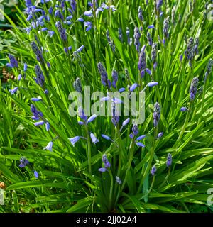 Délicates fleurs bleues poussant sur une plante verte dans un champ au printemps avec espace de copie. Gros plan paysage de la nature et vue sur les cloches ou l'indigo Banque D'Images