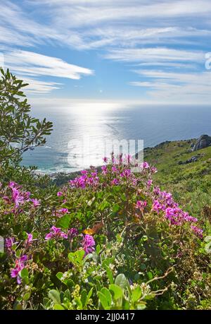 Les fleurs de géraniums à lierre rose poussent dans leur habitat naturel avec l'océan en arrière-plan. Paysage luxuriant de plantes pélargonium dans un paisible et Banque D'Images