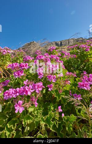 Fleurs roses colorées avec feuillage vert croissant sur une pente de montagne contre un fond bleu clair de ciel avec l'espace de copie de dessous. Regal pélargonium Banque D'Images