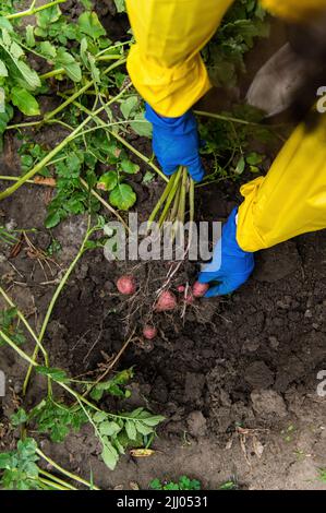 Vue de dessus. Les mains du jardinier en gants bleus tiennent la pomme de terre fraîchement creusée tout en creusant une pomme de terre en pleine croissance dans une ferme biologique Banque D'Images