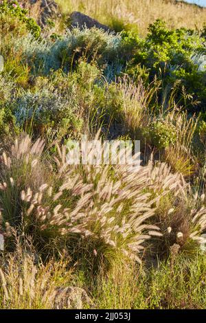 La fontaine Crimson ou le sétaceus de cenchrus poussant sur un champ à l'extérieur. Gros plan de l'herbe à buffle vivace des espèces de poaceae en fleurs et Banque D'Images