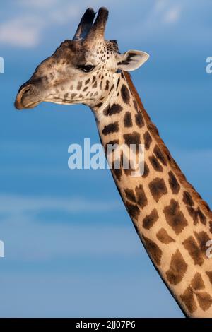 Zambie, Parc national de Luangwa Sud. Girafe mâle de Thornicroft (SAUVAGE : Giraffa camelopardalis thornicrofti) endémique à Luangwa. Espèces en voie de disparition. Banque D'Images