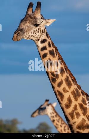 Zambie, Parc national de Luangwa Sud. Girafe mâle de Thornicroft (SAUVAGE : Giraffa camelopardalis thornicrofti) endémique à Luangwa. Espèces en voie de disparition. Banque D'Images