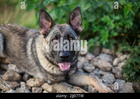 Berger allemand (alsacien) mentant Banque D'Images