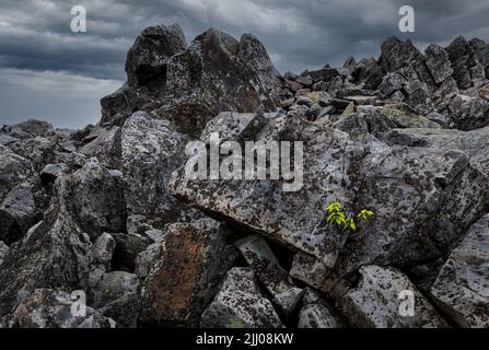 Un seul prélèvement de bouleau doux (Betula lenta) luttant pour la survie parmi les roches incrustées de lichen d'une pente de talus dans le parc national de Shenandoah dans Banque D'Images