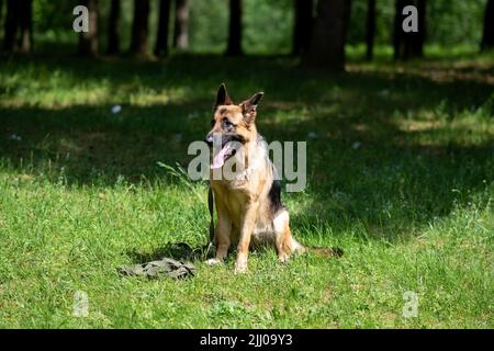 Service German Shepherd, en déchargement, en collant sa langue, est assis sur l'herbe. Photo de haute qualité Banque D'Images