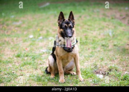 Service German Shepherd, en déchargement, en collant sa langue, est assis sur l'herbe. Photo de haute qualité Banque D'Images