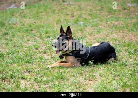 Service Berger allemand, en déchargement, en tirant sa langue, repose sur l'herbe. Photo de haute qualité Banque D'Images