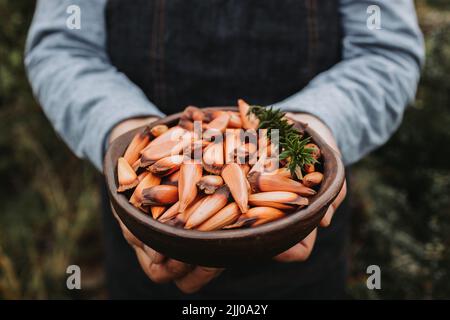 femme méconnaissable tenant un bol en argile avec des noix de pin chilien, du pehuen, des fruits d'arbre d'araucaria. Mise au point sélective Banque D'Images