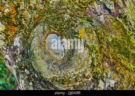 Mon jardin. Arbre avec de la mousse verte poussant sur le tronc dans un environnement éloigné dans la nature. Vue macro des détails, algues texturées se propageant, couvrant un bois Banque D'Images