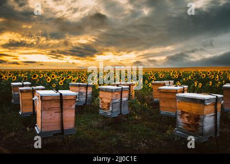Panorama des ruches à l'angle du champ de tournesol Banque D'Images