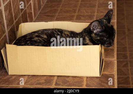 Adorable Chaton A L Interieur D Une Boite En Carton Pleine D Arachides D Emballage Photo Stock Alamy