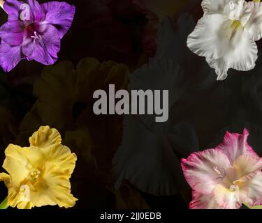 Collage de fleurs Gladioli de différentes couleurs de fond Banque D'Images