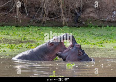 Zambie, Parc national de Luangwa Sud. Deux jeunes hippopotames se battent dans l'eau (SAUVAGE : hippopotame amphibius) Banque D'Images