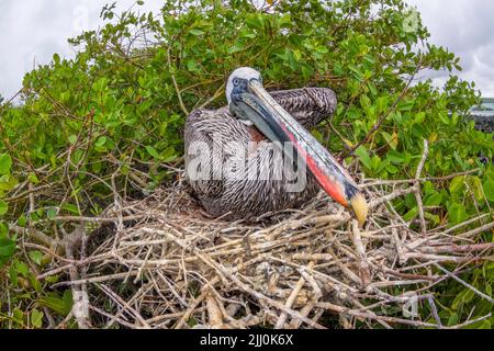 Pélican brun Pelecanus occidentalis,, assis sur son nid sur l'île Santa Cruz, archipel des Galapagos (Équateur). Banque D'Images