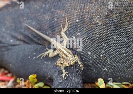 Un lézard de lave de Galapagos endémique, Microlophus albemariensis, sur un iguane marin, Amblyrhynchus cristatus, îles Galapagos, Équateur. Banque D'Images