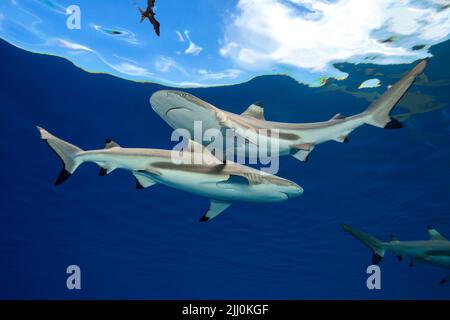 Magnifiques oiseaux frégates, Fregata magnifiens, en vol au-dessus des requins de récif à bout noir, Carcharhinus melanopterus, Yap, Micronésie. Banque D'Images