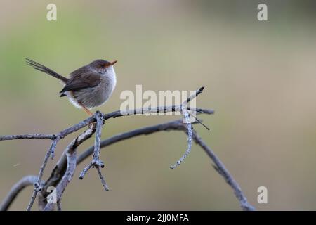Superbe wren fée Banque D'Images