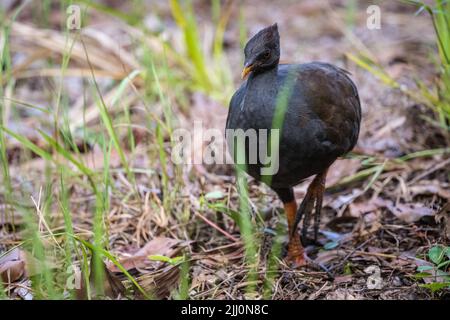 Un seul adulte de la forêt où se trouvent des exfoliation à pied orange dans les terres humides de Catana à Cairns, Queensland, en Australie. Banque D'Images