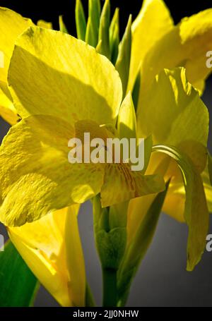 Canna Calgary Zoo Alberta Banque D'Images