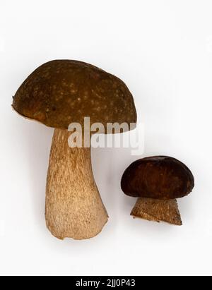 Champignon Boletus isolé sur fond blanc. Le roi bolete. Photo de haute qualité Banque D'Images