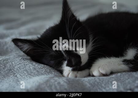 Un joli chat noir et blanc endormi Banque D'Images