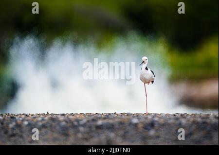 Un seul pied à ailes noires repose sur une jambe au bord de l'étang près de Mossman, à l'extrême nord du Queensland, en Australie. Banque D'Images