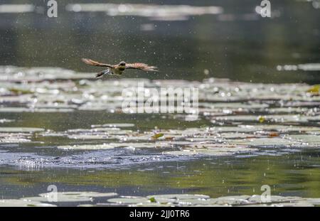 Un Rainbow Bee-Eater rétroéclairé en vol au-dessus d'un trou d'eau humide entouré de gouttelettes d'eau après un bain de baignade à Cairns, Queensland en Australie. Banque D'Images