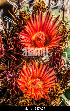 Fleurs jaunes rouges crochet de poisson Barrel Cactus Blooming Macro ferocactus wislizeni jardin botanique Tucson Arizona Banque D'Images