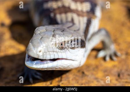 Gros plan sur le lézard australien de langue bleue orientale Banque D'Images