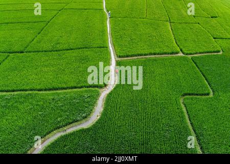 Vue aérienne de rizières vertes sans fin dans le Bangladesh rural. Cultures de riz luxuriantes, agriculture, agriculture, paysage naturel, vibes de campagne, tir par drone Banque D'Images