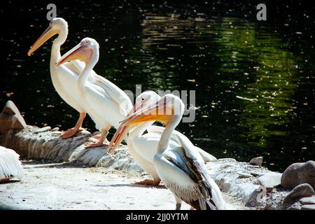 les pélicans blancs s'assoient sur la rive du lac dans le zoo Banque D'Images