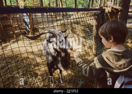 Mignon garçon enfant nourrissant des chèvres Banque D'Images