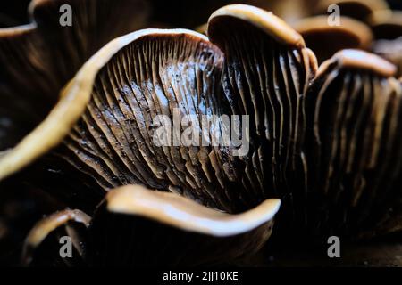 Gros plan sur les champignons sauvages bruns qui poussent dans la forêt après la pluie Banque D'Images