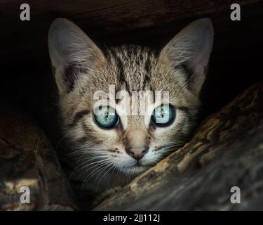 Chaton gris tabby assis sur les troncs d'arbre Banque D'Images