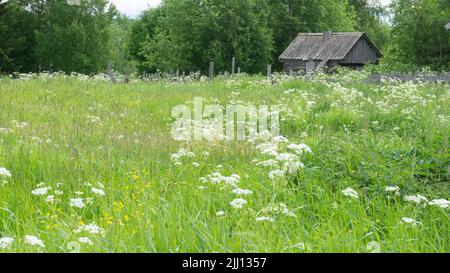 Un petit pré dans le village à côté de la maison et de l'ancienne salle de bains. Forbs, fleurs blanches, plantes vertes Banque D'Images